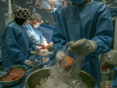 تحقیقات چینی بر زنوپیوند